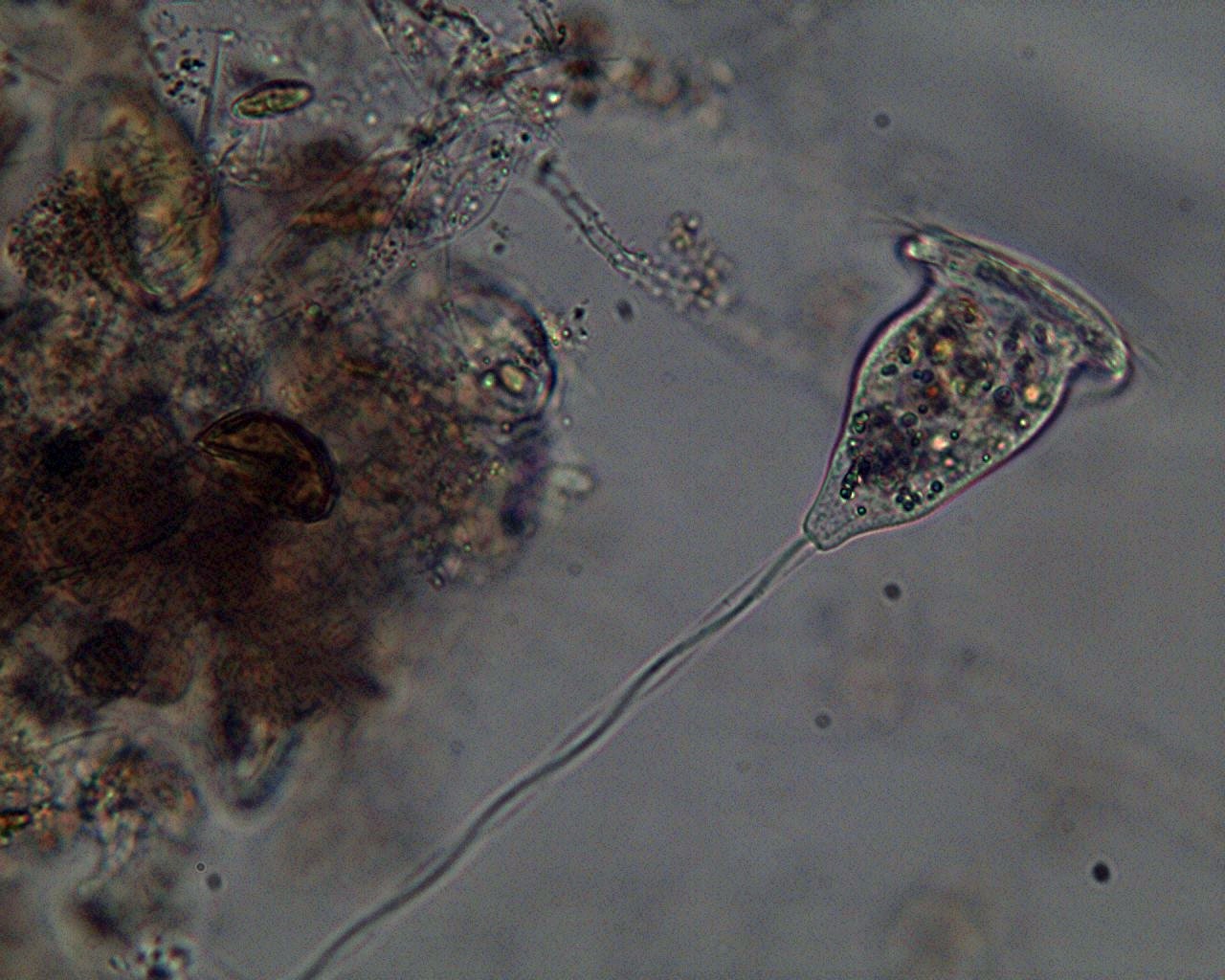 Vorticella sp.